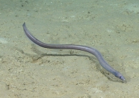 Synaphobranchus cf. kaupi, 1047 mGulf of Mexico

Image courtesy of the NOAA Office of Ocean Exploration and Research, Gulf of Mexico 2017. Identification from photograph by K.A. Tighe.
