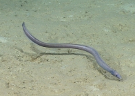 Synaphobranchus cf. kaupi, 1047 m Gulf of Mexico

Image courtesy of the NOAA Office of Ocean Exploration and Research, Gulf of Mexico 2017. Identification from photograph by K.A. Tighe.