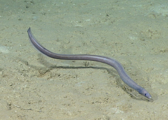 Synaphobranchus kaupi Synaphobranchus kaupi
