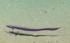Synaphobranchus cf. oregoni, 1047 m Gulf of Mexico

Image courtesy of the NOAA Office of Ocean Exploration and Research, Gulf of Mexico 2017. Identification from photograph by K.A. Tighe.