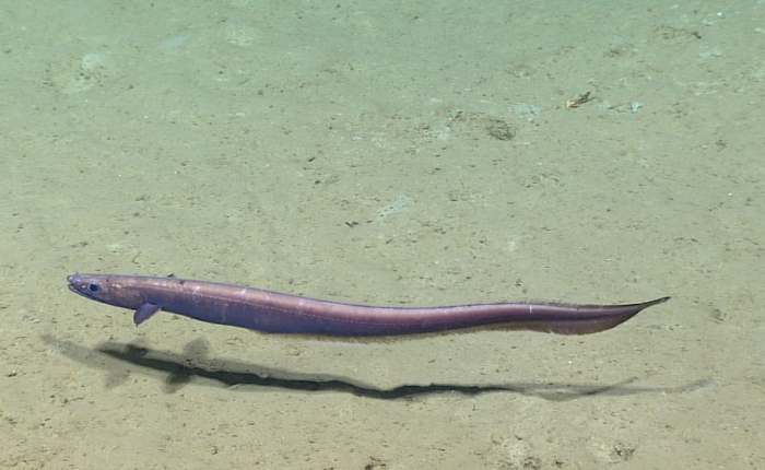 Synaphobranchus oregoni Synaphobranchus oregoni