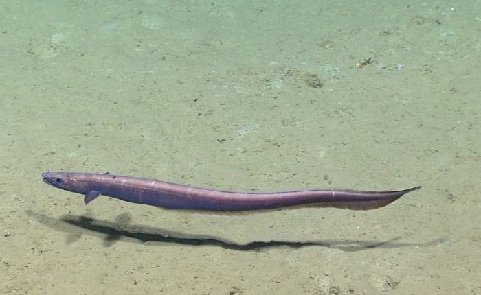 Synaphobranchus oregoni