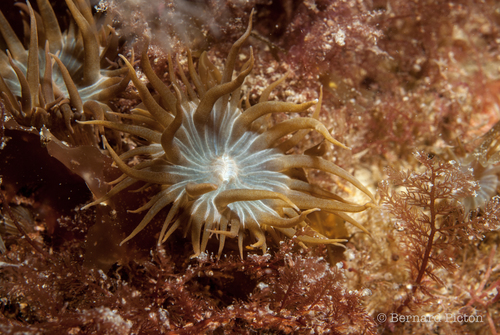 Aiptasia couchii at Porthkerris, Cornwall