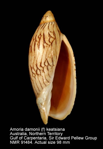 Amoria damoni damoni f. keatsiana