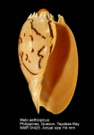 Melo aethiopicus
