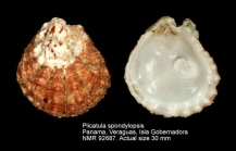 Plicatula spondylopsis
