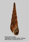 Melanoides plicaria