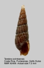 Terebra corintoensis