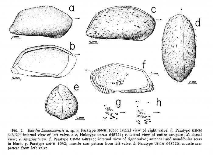 Bairdia hanaumaensis Holden, 1967 from the original description