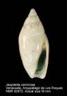 Jaspidella carminiae
