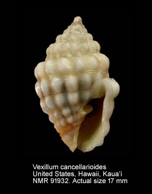 Vexillum cancellarioides
