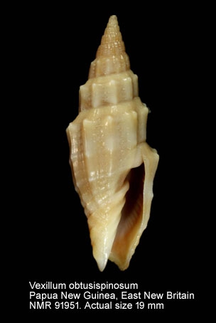 Vexillum obtusispinosum