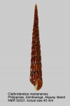 Clathroterebra mactanensis
