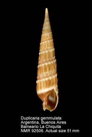 Duplicaria gemmulata