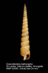 Granuliterebra bathyrhaphe