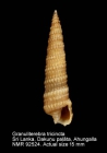 Granuliterebra tricincta