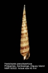 Hastulopsis pseudopertusa