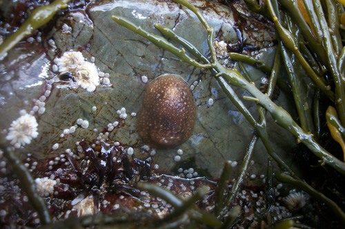 Sea slug (Onchidoris sp.)