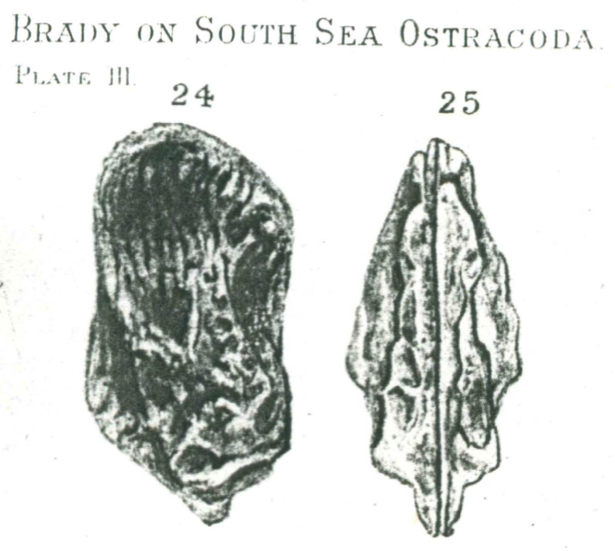 Cytherura marcida Brady, 1890 from original description