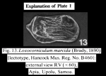 Cytherura marcida Brady, 1890 - Lectotype from McKenzie, 1986