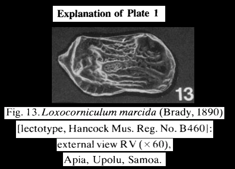 Cytherura marcida Brady, 1890 - Lectotype from McKenzie, 1986