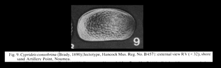 Cyprideis consobrina (Brady,1890) lectotype from McKenzie, 1986