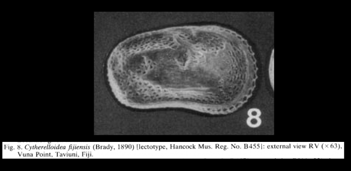 Cytherelloidea fijiensis (Brady, 1890) lectotype from McKenzie, 1986