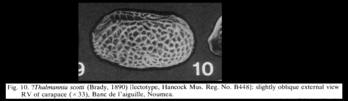 Lectotype of Cythere scotti Brady, 1890 (photo from McKenzie, 1986)