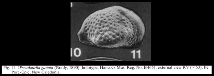 Pseudoaurila guttata (Brady, 1890) LECTOTYPE from McKenzie, 1986