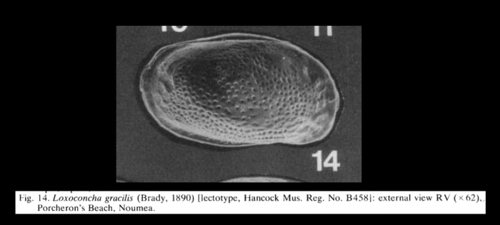 Loxoconcha gracilis Brady, 1890 LECTOTYPE from McKenzie, 1986.png