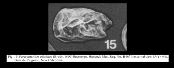 Paracytheridea trilobites (Brady, 1890) LECTOTYPE from McKenzie, 1986