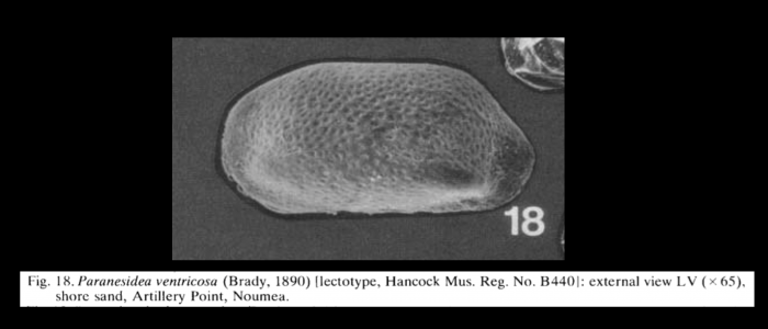 Paranesidea ventricosa (Brady, 1890) LECTOTYPE from McKenzie, 1986