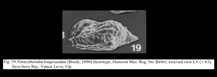 Paracytheridea longicaudata (Brady, 1890) LECTOTYPE from McKenzie, 1986