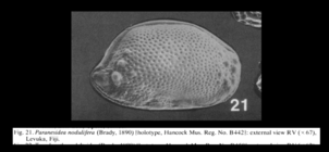 Paranesidea nodulifera (Brady, 1890) LECTOTYPE from McKenzie, 1986