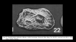 Cythere deltoides Brady, 1890 - LECTOTYPE illustrated by McKenzie, 1986