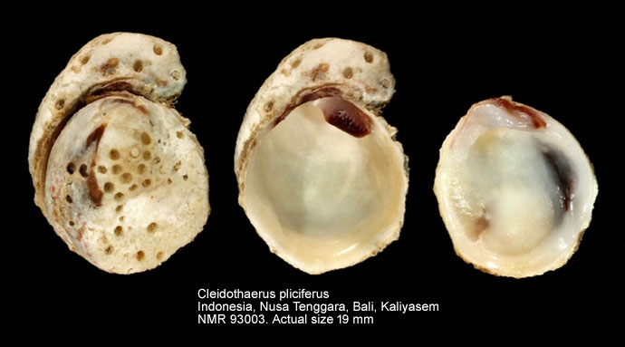 Cleidothaerus pliciferus