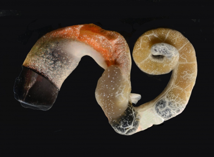 Thylacodes vandyensis Thylacodes vandyensis