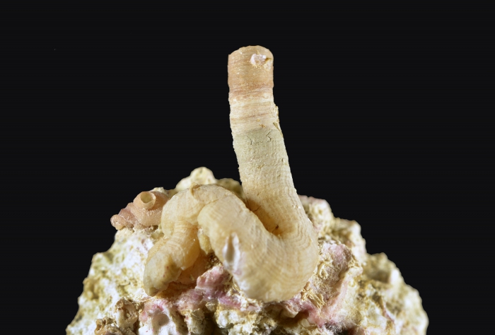 Holotype and juvenile Paratype Holotype and juvenile Paratype