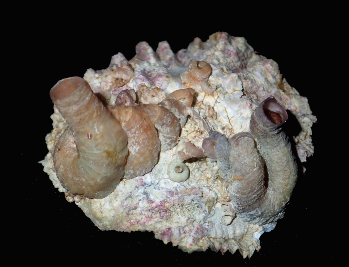 group on Hyotissa mcgyntyi (bivalve) shell group on Hyotissa mcgyntyi (bivalve) shell