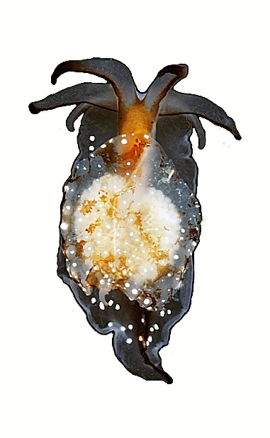 The Deep-Sea Acochlidiacean Slug