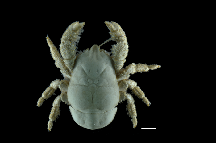 Kiwa tyleri - female Kiwa tyleri - female