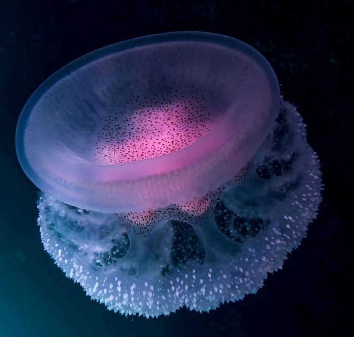 The Starry Sea Wanderer Jelly