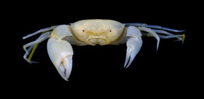 This is the new crab species and genus Harryplax severus, discovered in the deep coral reefs' rubble by the island of Guam, western Pacific Ocean


 