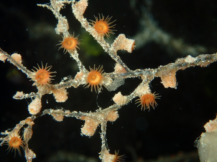 colony of open polyps colony of open polyps