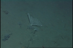 Chondrocladia lyra with 2 vanes 