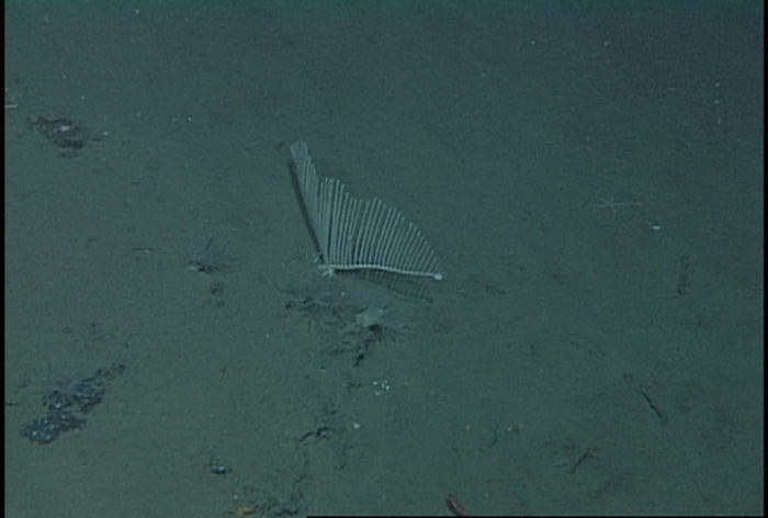 Chondrocladia lyra with 2 vanes 