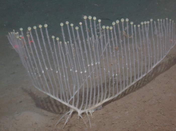 Chondrocladia lyra with 2 vanes, 3318 m depth Chondrocladia lyra with 2 vanes, 3318 m depth