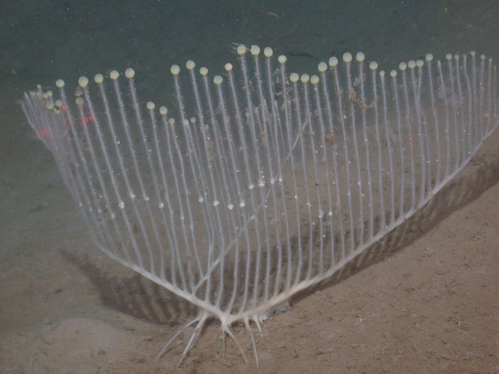 The Deep-sea Lyre Sponge