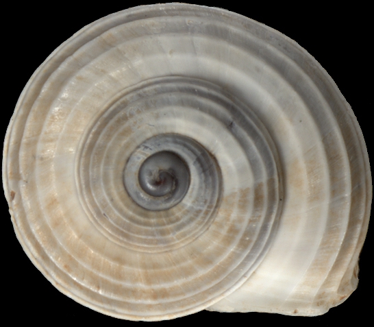 Lithidion lithidion Lithidion lithidion