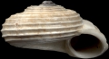 Mollusca (molluscs)